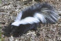 A Skunk