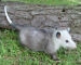 An Opossum