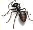 Carpentar Ant