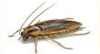 A Cockroach