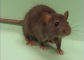 A Mouse