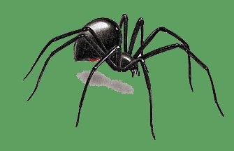 Black Widow Spider