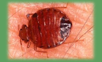 Bedbug