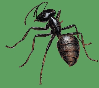 Carpenter Ant