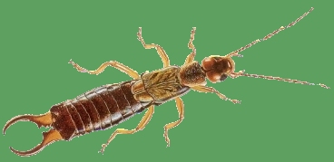 European Earwig (male)