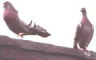 Pigeons