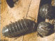 A SowBug