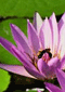 I love flowers