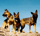 German Shepherd
