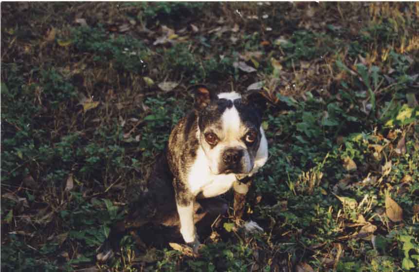 my puppy dog, Buster