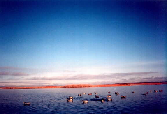"Blue Bird" day