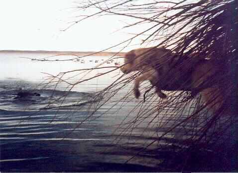 C-Dog at the Potholes