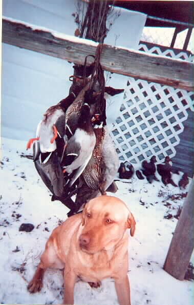 Gunner's geese, ducks, & pheasants
