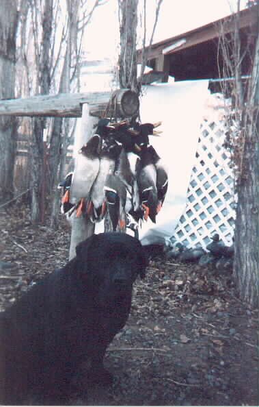 Meg guarding her birds