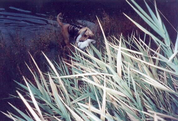 C-Dog on Lower Crab Creek