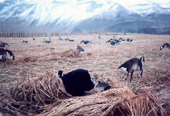 Meg in the goose spread