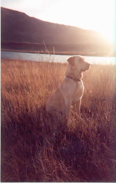Buddy - "They'll come from THAT way!"