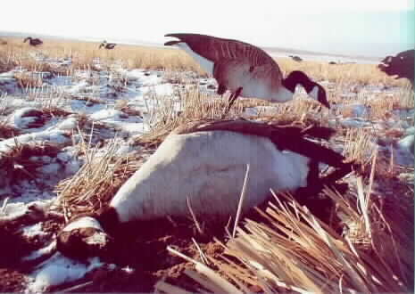 One real goose, one decoy - Pinto Ridge