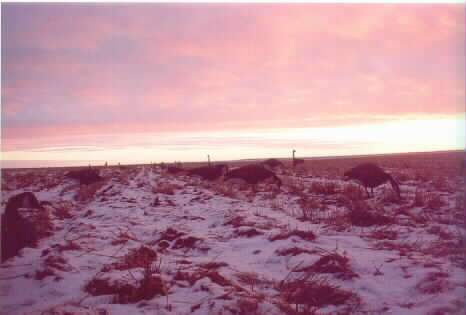 Dawn at Pinto Ridge