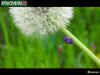 Purple Pikmin