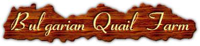 Bulgarian Quail Farm