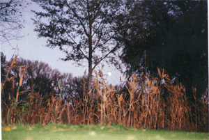 Stilleben Freudenau