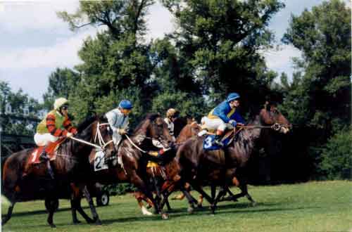 Galoppierende Pferde mit bunten Jockeys