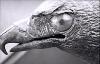 Close up detail of bird sculpture