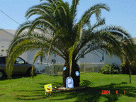 [SpongeBob In Florida!]
