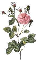 [She loved roses]