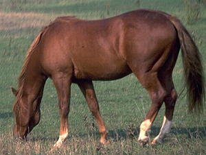 Cavall (Equus caballus)
