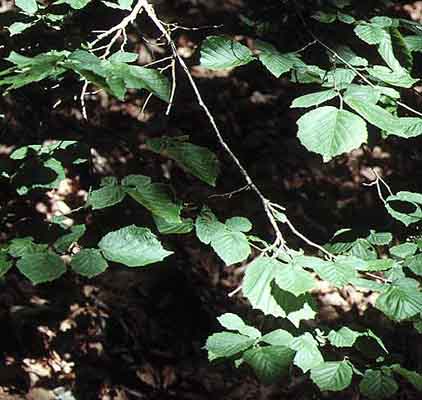 Fulles d'avellaner (Corylus avellana)