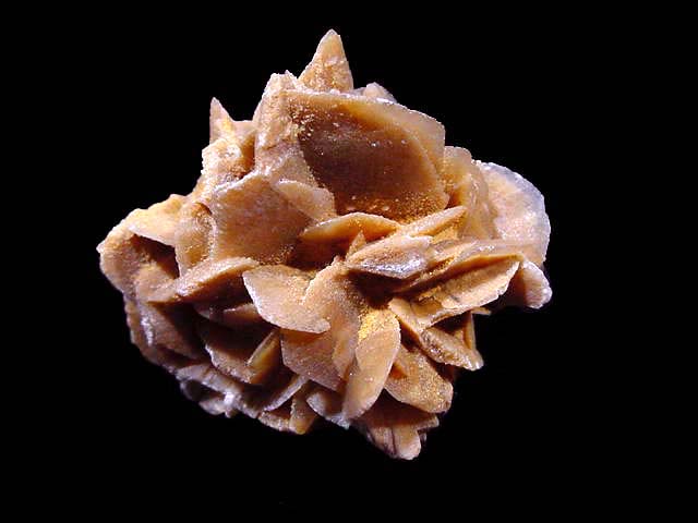 Rosa del Desert