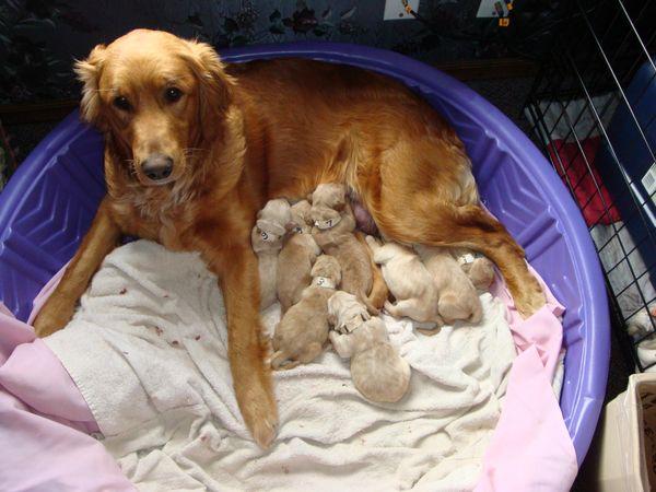 Lace and Pups
