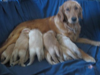 pups