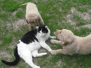 pups