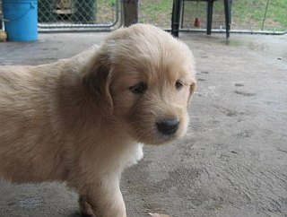 pups