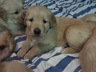pups