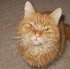 Am I not the most gorgeous pusscat you've ever seen?