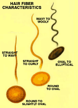 Hair 101