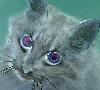 This is one of our cats, Sadie, looking rather scary.&nbsp; Want to scare people?&nbsp; Hm?