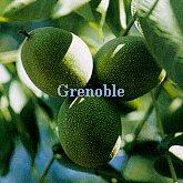 noix de grenoble