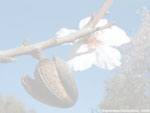 Prunus amygdalus Amara (Amande am�re) Prunus amygdalus Dulcis (Amande douce)