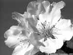 fleur blanche