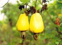 Anacardium