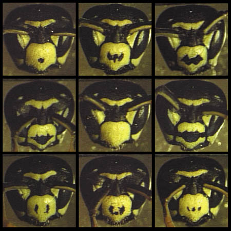 Polistes dominulus paper wasp facial variation