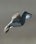 Pectoral Sandpiper Aerial Display