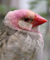 red-billed quelea male