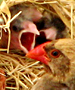 barn swallow and chicks