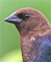 brown headed cowbird